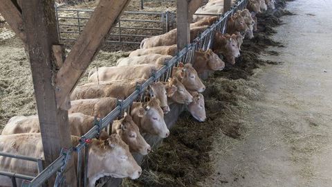 Conduire les animaux en bande permet de rationaliser le travail par concentration des activités (écorage, sevrage, créations de lots homogènes pour l’alimentation…) (©Watier-visuel) Conduire les animaux en bande permet de rationaliser le travail par concentration des activités (écorage, sevrage, créations de lots homogènes pour l’alimentation…) (©Watier-visuel)