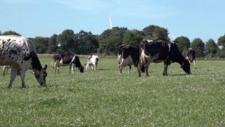 Le cahier des charges du lait de foin impose un minimum de 75 % d'herbe dans la ration (en pâturage ou en foin), pas d'aliments fermentés ni d'OGM (©Terre-net Média) Le cahier des charges du lait de foin impose un minimum de 75 % d'herbe dans la ration (en pâturage ou en foin), pas d'aliments fermentés ni d'OGM (©Terre-net Média)