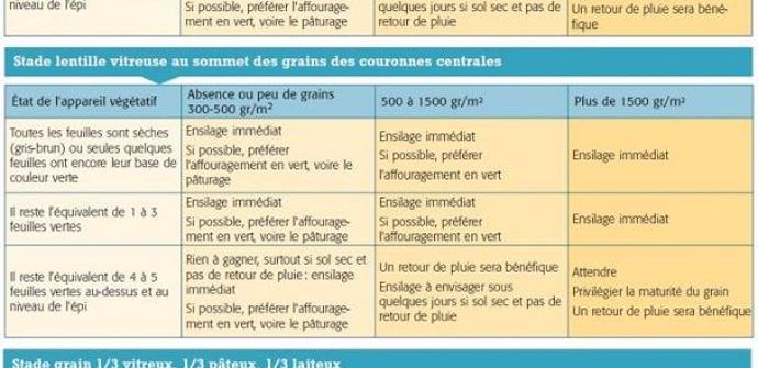 Après avoir déterminé le stade des grains et estimé le nombre de grains/m2, il est temps de prendre la décision d'ensiler ou non