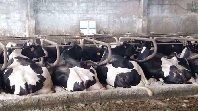 Les vaches sont en logettes creuses pour un confort optimal