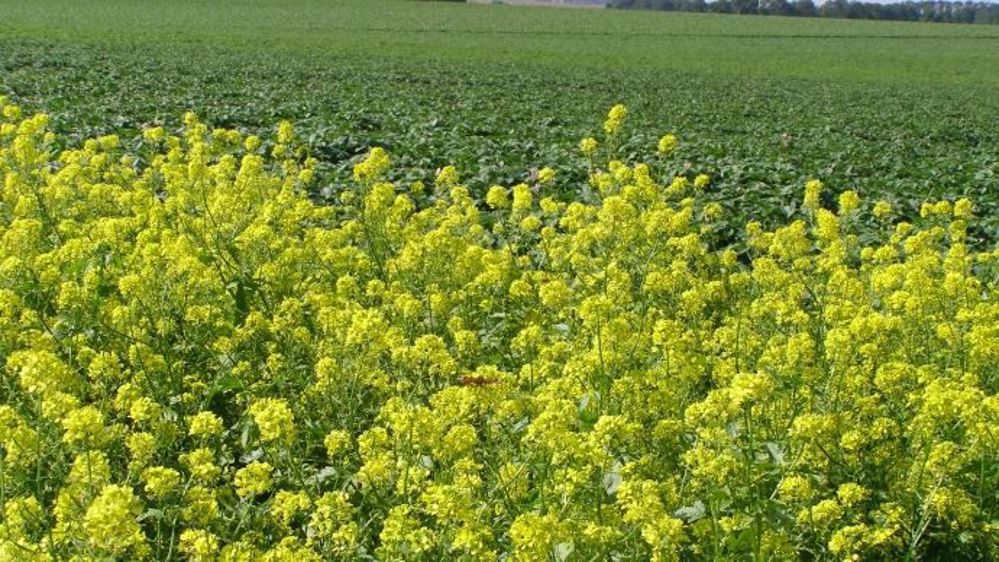 Dans une cinquantaine de départements, les agriculteurs avaient jusqu'au 13 août pour implanter leurs surfaces d'intérêt écologique. En raison de la sécheresse, le ministère de l'agriculture accordera des dérogations individuelles en cas de force majeure. (©Terre-net Média) 