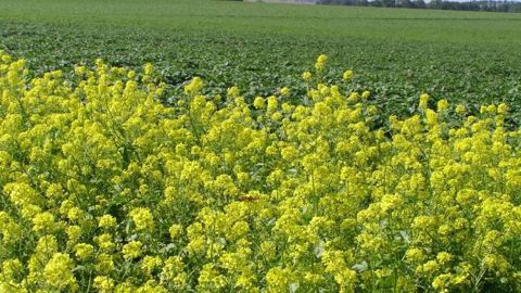 Dans une cinquantaine de départements, les agriculteurs avaient jusqu'au 13 août pour implanter leurs surfaces d'intérêt écologique. En raison de la sécheresse, le ministère de l'agriculture accordera des dérogations individuelles en cas de force majeure. (©Terre-net Média) Dans une cinquantaine de départements, les agriculteurs avaient jusqu'au 13 août pour implanter leurs surfaces d'intérêt écologique. En raison de la sécheresse, le ministère de l'agriculture accordera des dérogations individuelles en cas de force majeure. (©Terre-net Média)