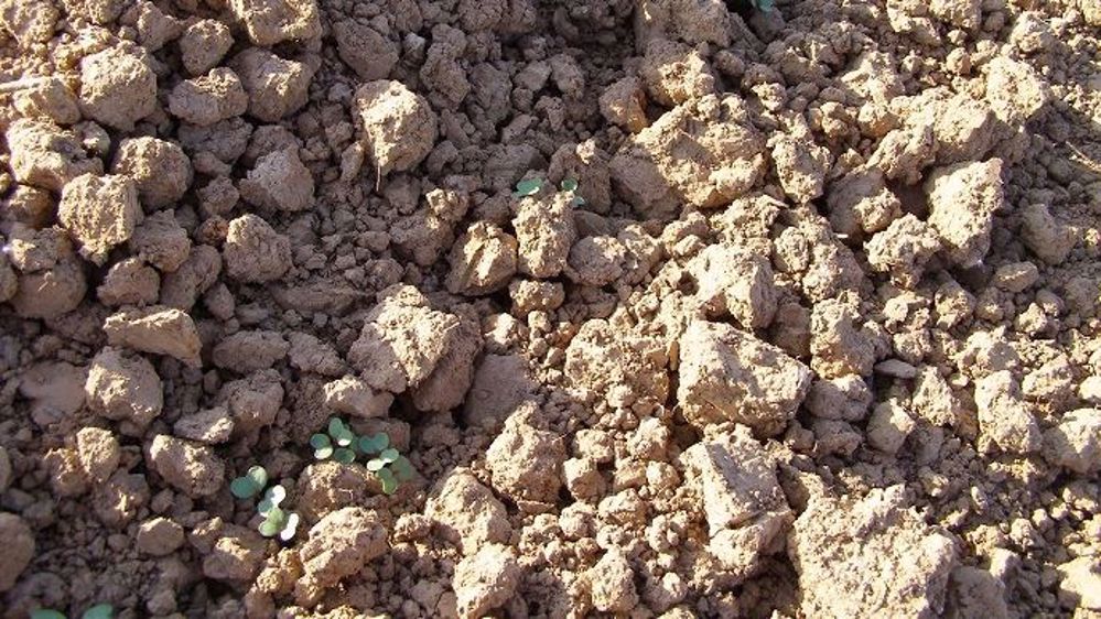  Une implantation réussie du colza permet de limiter la nuisibilité des bioagresseurs. (©Terre-net Média)