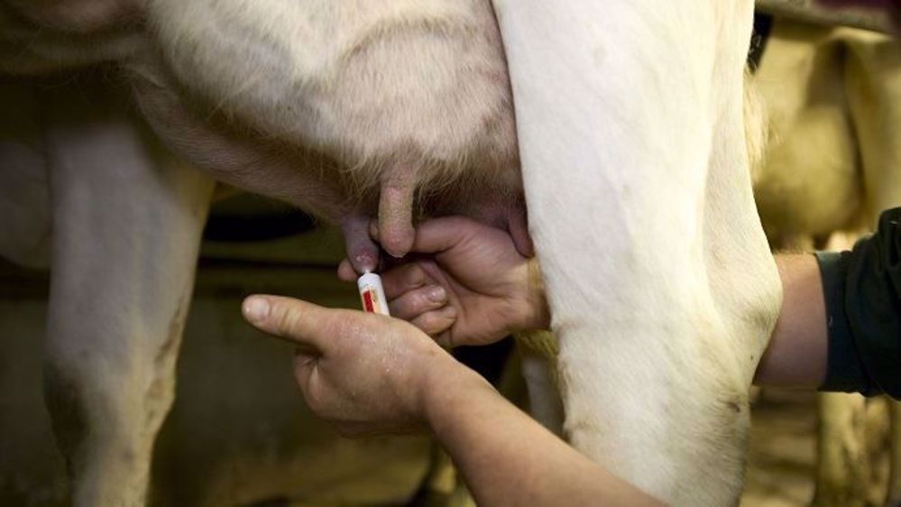 On recense une baisse de 37 % d'utilisation des antibiotiques vétérinaires entre 2012 et 2016 (©Watier-visuel)