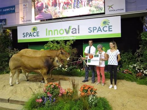 Prix de championnat femelles suitée de la race parthenaise.