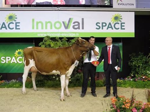 Lynda, championne jeune de la race Pie rouge.