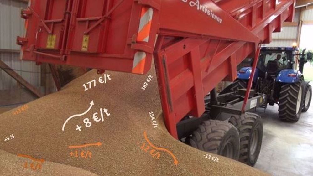 Près des deux tiers des producteurs ont une partie de leur récolte de blé tendre 2018 à commercialiser. (©Terre-net Média)