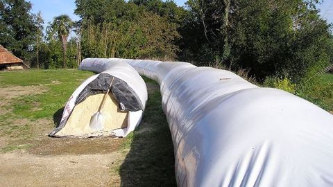 Réussir la récolte et le stockage du maïs grain humide
