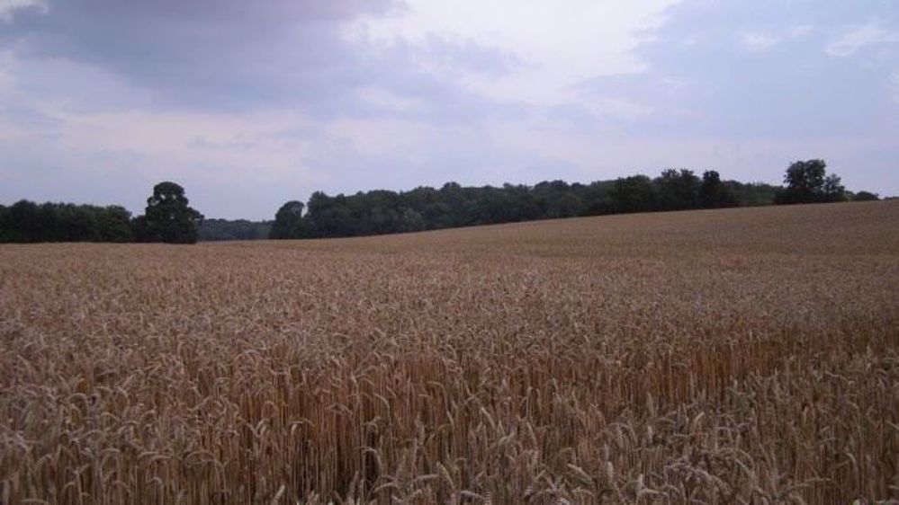  En août, la température moyenne nationale s'est élevée à 22,7°C, soit + 1,8 °C au-dessus de la normale. (©Terre-net Média)
