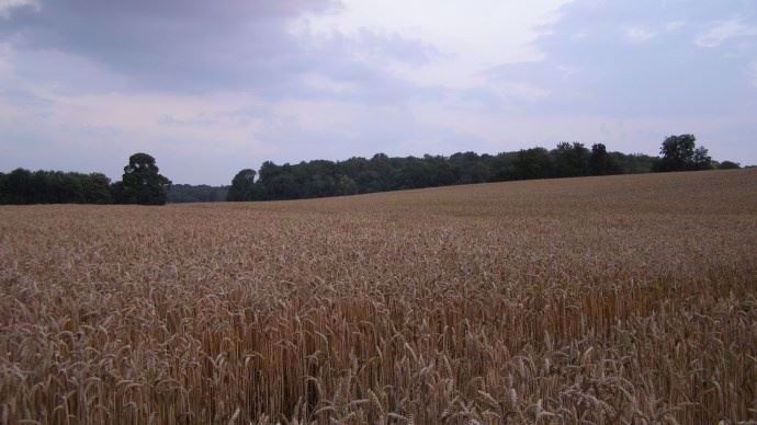 Champ de blé