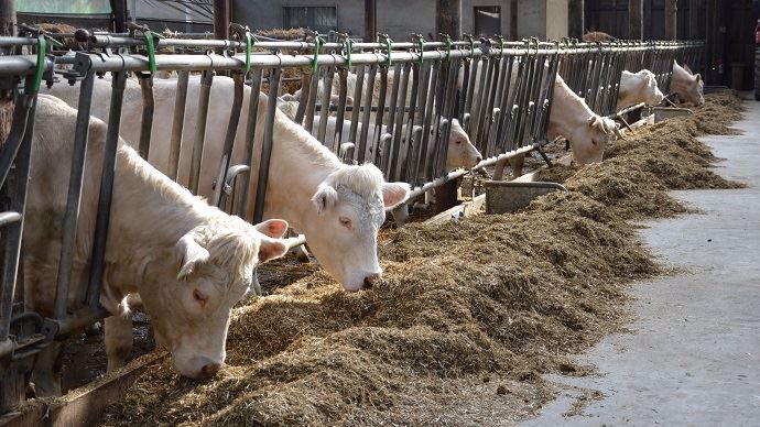 Ration d'engraissement sans achat en autonomie alimentaire, conseils du BDM