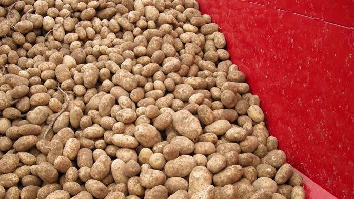 Pommes de terre