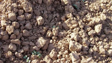 Bien évaluer le potentiel du colza en place avant de le retourner. (©Terre-net Média)