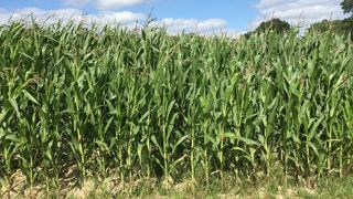 Panam semences propose des maïs riches en huile à utiliser sous forme d'ensilage plante entière, en grain humide ou en ensilage d'épis (©Terre-net Média) Panam semences propose des maïs riches en huile à utiliser sous forme d'ensilage plante entière, en grain humide ou en ensilage d'épis (©Terre-net Média)