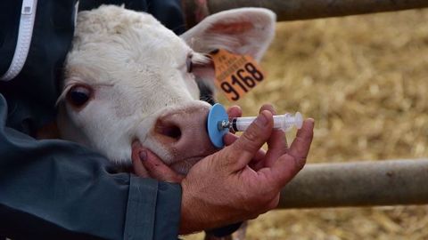 Bovalto respi intranasal, un vaccin respiratoire bovin facile à administrer. (©Boehringer Ingelheim/Eric Senmartin) Bovalto respi intranasal, un vaccin respiratoire bovin facile à administrer. (©Boehringer Ingelheim/Eric Senmartin)