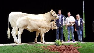 Jouvence et Luisant triomphent au concours Blonde d'Aquitaine Jouvence et Luisant triomphent au concours Blonde d'Aquitaine