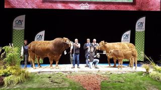 Les deux champions du concours Limousine (©<a href="https://www.facebook.com/racelimousine/photos/a.1191713467522553/2378367922190429/?type=3" title="Page facebook" target="_blank">Page facebook La race Limousine française</a>) Les deux champions du concours Limousine (©<a href="https://www.facebook.com/racelimousine/photos/a.1191713467522553/2378367922190429/?type=3" title="Page facebook" target="_blank">Page facebook La race Limousine française</a>)