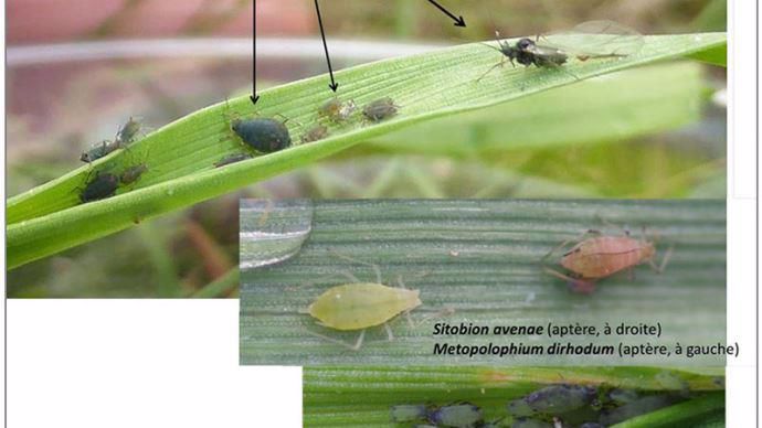 Photos de différents pucerons vecteurs du virus BYDV