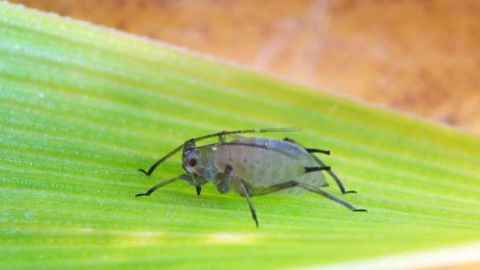 La surveillance des infestations est nécessaire pour décider des interventions car les insecticides disponibles agissent par contact, ils n’ont pas d’action préventive. (©Arvalis-Institut du végétal)