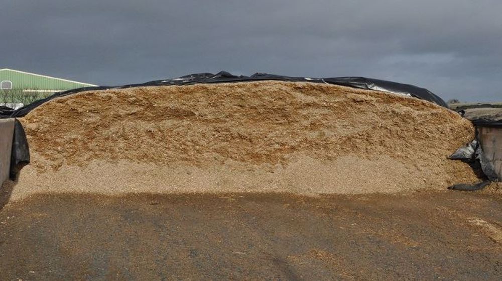 Cette année, les silos de maïs ensilage seront certainement moins imposants au vu des rendements 2018. (©Terre-net Média)