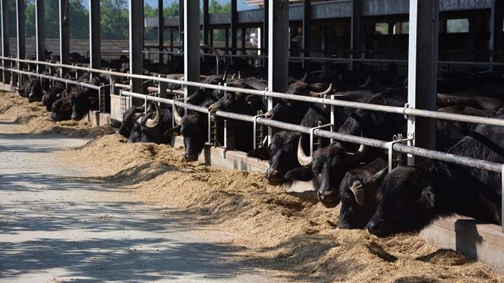 Le lait de bufflonnes serait très recherché de par ses valeurs nutritionnelles. (©Terre-net-média)