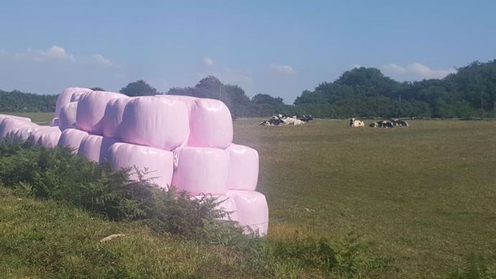 Les agriculteurs se mobilisent pour Octobre rose. Ici des balles roses dans une parcelle cet été (©Terre-net Média)