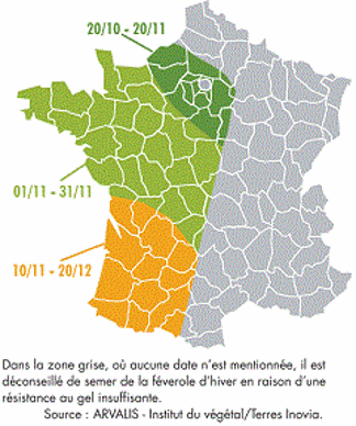 Dates de semis conseillées - féverole d'hiver