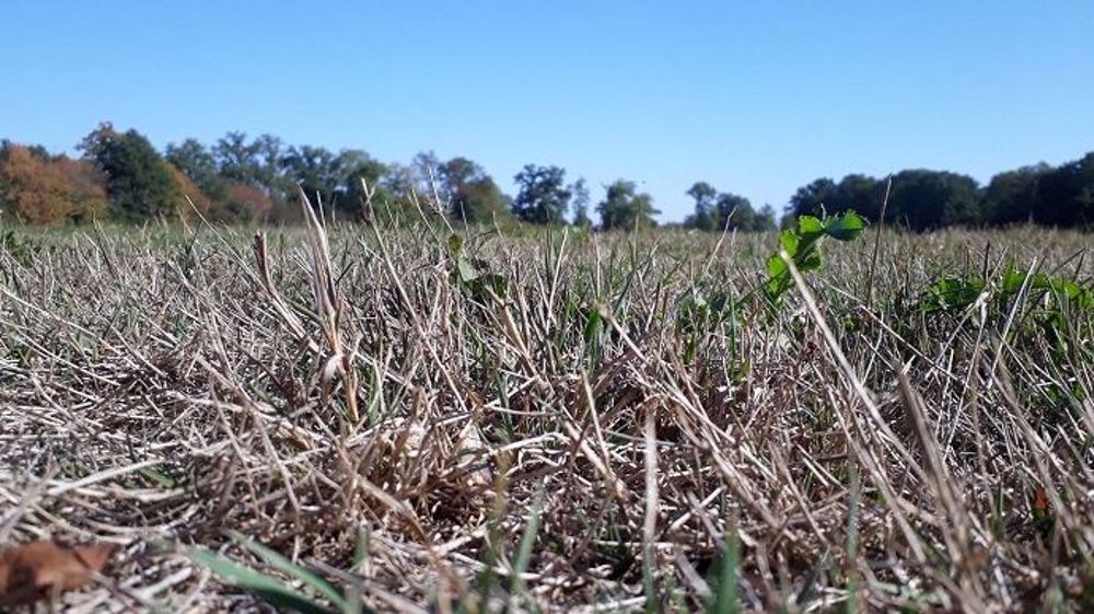 La sécheresse estivale a impacté de nombreux éleveurs et il semblerait que cette situation devrait se répéter de plus en plus fréquemment... (©Antoine Thibault)