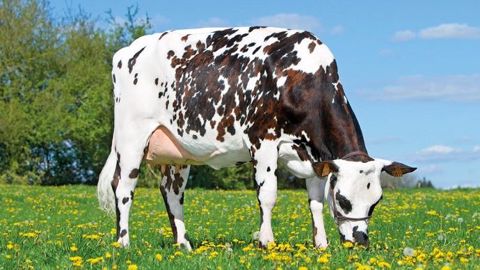 Origen Normande innove en lançant deux nouveaux index santé du pied en race Normande. Ils concernent la mortellaro et l'ulcère de la sole. (©Origen Normande) Origen Normande innove en lançant deux nouveaux index santé du pied en race Normande. Ils concernent la mortellaro et l'ulcère de la sole. (©Origen Normande)