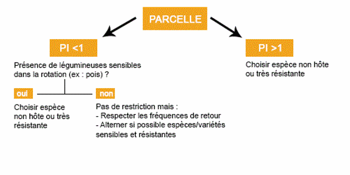 Précautions à prendre face au risque aphanomyces