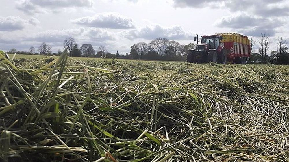 Associations avec des protéagineux à récolter en grains ou à ensiler, associations lupin + céréales, mélanges prairiaux à récolter ou pâturer, associations maïs + plantes compagnes, céréales, maïs et protéagineux en pur, semis de prairies sous couvert de cultures annuelles : voici les 8 thématiques travaillées dans le cadre du programme Reine Mathilde (©Terre-net Méd