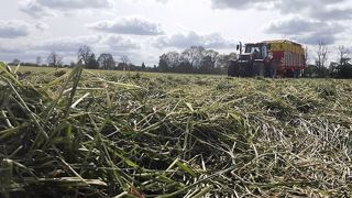 Associations avec des protéagineux à récolter en grains ou à ensiler, associations lupin + céréales, mélanges prairiaux à récolter ou pâturer, associations maïs + plantes compagnes, céréales, maïs et protéagineux en pur, semis de prairies sous couvert de cultures annuelles : voici les 8 thématiques travaillées dans le cadre du programme Reine Mathilde (©Terre-net Méd Associations avec des protéagineux à récolter en grains ou à ensiler, associations lupin + céréales, mélanges prairiaux à récolter ou pâturer, associations maïs + plantes compagnes, céréales, maïs et protéagineux en pur, semis de prairies sous couvert de cultures annuelles : voici les 8 thématiques travaillées dans le cadre du programme Reine Mathilde (©Terre-net Méd