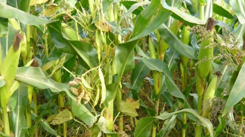 L'association maïs + haricot tarbais pour améliorer la teneur en protéine du maïs (©Reine Mathilde) 