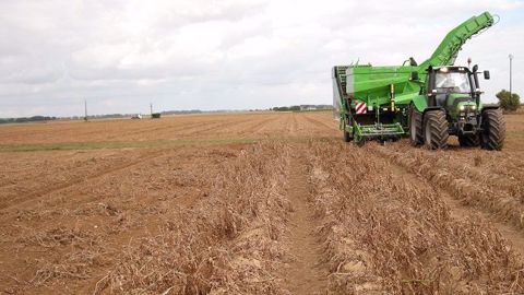 Les conditions climatiques ont fortement affecté les récoltes de pommes de terre en France et dans les pays nord-européens. (©Terre-net Média)