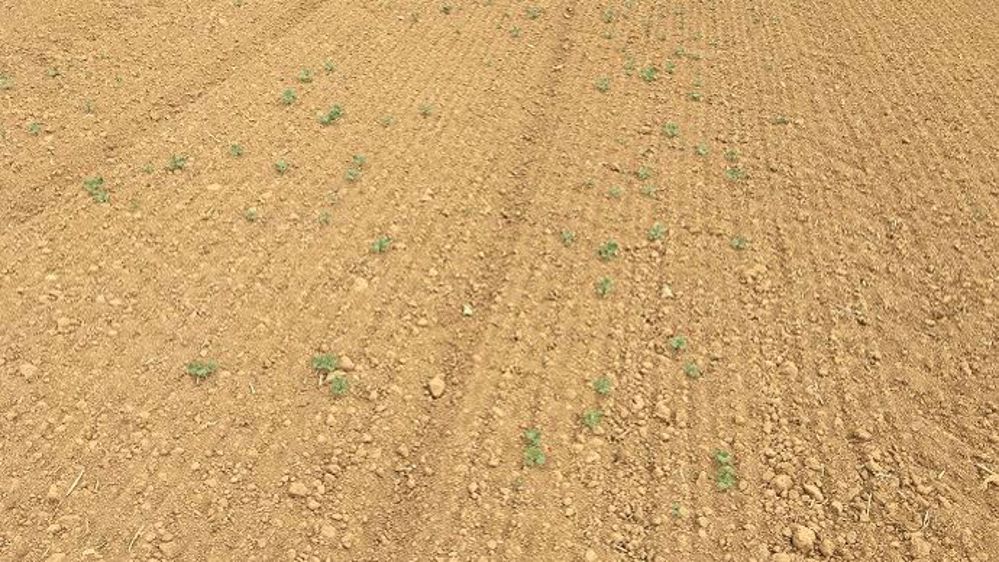 De grosses difficultés de levées sont à déplorer pour le colza, comme ici à Senozan (Saône-et-Loire). (©Chambre d'agriculture de Saône-et-Loire)