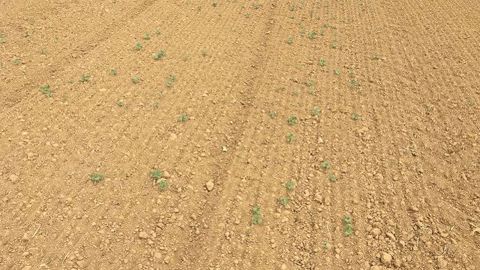 De grosses difficultés de levées sont à déplorer pour le colza, comme ici à Senozan (Saône-et-Loire). (©Chambre d'agriculture de Saône-et-Loire)
