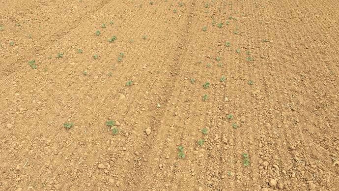 De grosses difficultés de levées sont à déplorer pour le colza, comme ici à Senozan (Saône-et-Loire) 