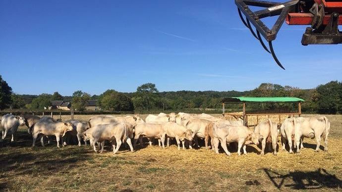 Les vaches charolaises de Jean-Pierre Fleury