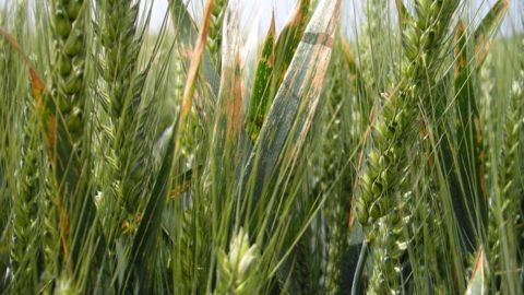 D'ici 2020-2021, Corteva Agriscience entend proposer aux producteurs de grandes cultures Inatreq, une solution d'origine naturelle contre septoriose et rouilles. (©Terre-net Média)