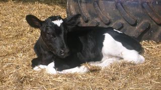 Une bonne distribution de colostrum a des effets sur la mortalité des veaux, la croissance et les performances de production. (©Seenorest) Une bonne distribution de colostrum a des effets sur la mortalité des veaux, la croissance et les performances de production. (©Seenorest)