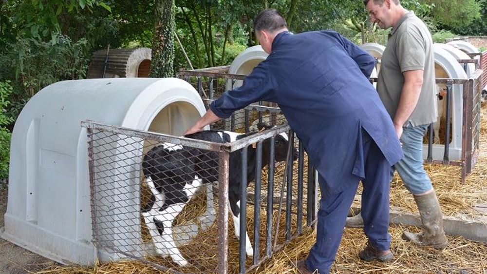 À quel âge faire partir les veaux ? Et à quel prix ? Ce sont deux sujets qui divisent les éleveurs sur les réseaux sociaux (©Terre-net Média)