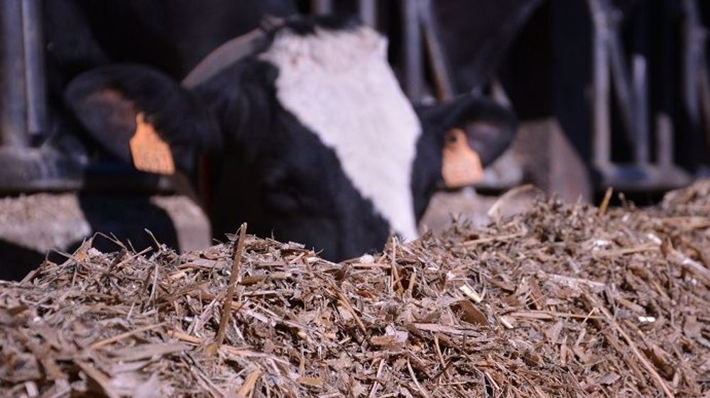 Les maïs 2018 sont moins riches en énergie, plus encombrants et moins ingestibles que ceux de 2017. Son rationnement est à bien calculer ! (©Terre-net Média)