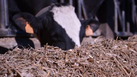 Les maïs 2018 sont moins riches en énergie, plus encombrants et moins ingestibles que ceux de 2017. Son rationnement est à bien calculer ! (©Terre-net Média)