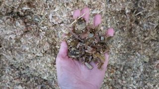 La prévention par de bonnes pratiques agronomiques au champ, des stockages de fourrages et d’aliments bien menés et rigoureux, des taux de matières sèches des ensilages pas trop élevés peut minimiser la contamination des fourrages par les mycotoxines. (©Terre-net-média) La prévention par de bonnes pratiques agronomiques au champ, des stockages de fourrages et d’aliments bien menés et rigoureux, des taux de matières sèches des ensilages pas trop élevés peut minimiser la contamination des fourrages par les mycotoxines. (©Terre-net-média)