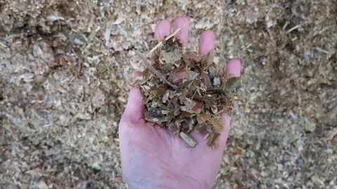 La prévention par de bonnes pratiques agronomiques au champ, des stockages de fourrages et d’aliments bien menés et rigoureux, des taux de matières sèches des ensilages pas trop élevés peut minimiser la contamination des fourrages par les mycotoxines. (©Terre-net-média) La prévention par de bonnes pratiques agronomiques au champ, des stockages de fourrages et d’aliments bien menés et rigoureux, des taux de matières sèches des ensilages pas trop élevés peut minimiser la contamination des fourrages par les mycotoxines. (©Terre-net-média)