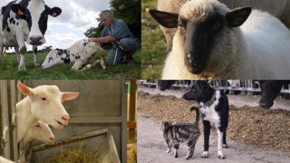 2019 : l'année de la lettre P pour nommer veaux, chèvres, brebis, chiens, chats 2019 : l'année de la lettre P pour nommer veaux, chèvres, brebis, chiens, chats