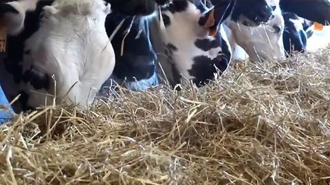 Un mash fermier pour les génisses à 90 cts/j pour 1 kg de GMQ Un mash fermier pour les génisses à 90 cts/j pour 1 kg de GMQ
