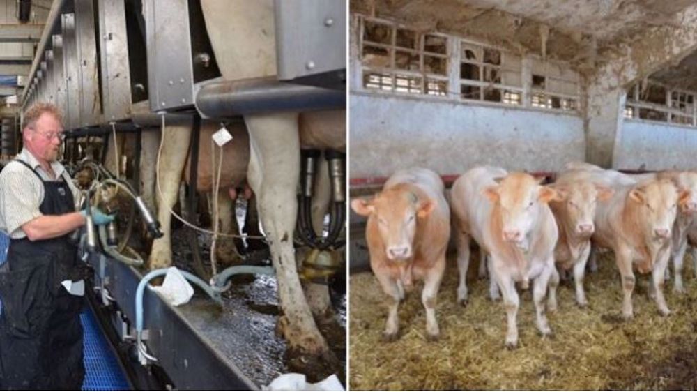 Plutôt optimiste pour le lait, mais pessimiste pour la viande bovine, la Commission européenne a publié ces perspectives économiques pour ces deux marchés. (©Terre-net Média)