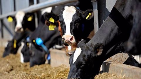 La résilience d'un élevage laitier, c'est trouver l'équilibre entre la stratégie de l'exploitation, l'humain, la technique, l'économie et l'environnement (©Eurodairy) La résilience d'un élevage laitier, c'est trouver l'équilibre entre la stratégie de l'exploitation, l'humain, la technique, l'économie et l'environnement (©Eurodairy)