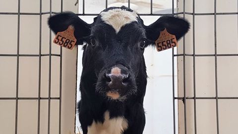 L'écornage est une tâche souvent jugée pénible par les éleveurs. Elle reste néanmoins essentielle pour leur sécurité et celle du cheptel. Pour rendre cette pratique moins contraignante et moins stressante, mieux vaut s'y prendre le plus tôt possible. (©Terre-net Média) L'écornage est une tâche souvent jugée pénible par les éleveurs. Elle reste néanmoins essentielle pour leur sécurité et celle du cheptel. Pour rendre cette pratique moins contraignante et moins stressante, mieux vaut s'y prendre le plus tôt possible. (©Terre-net Média)